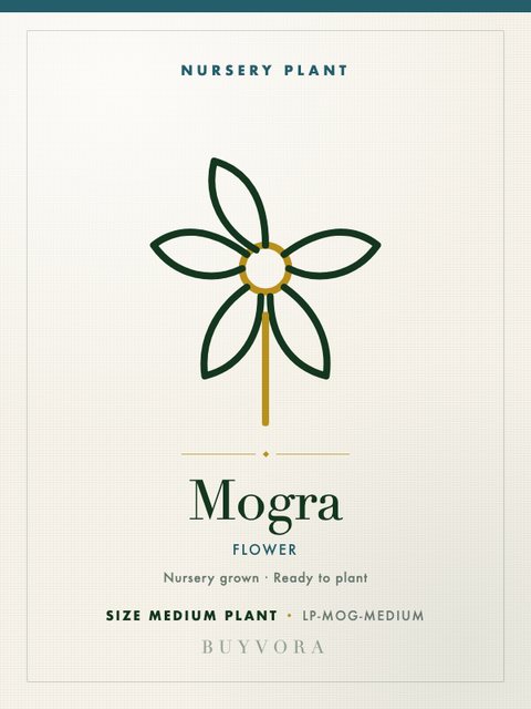 Mogra Plant Medium Plant