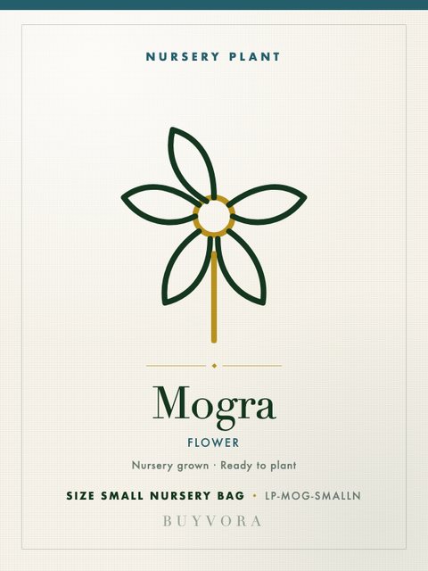 Mogra Plant Small Nursery Bag