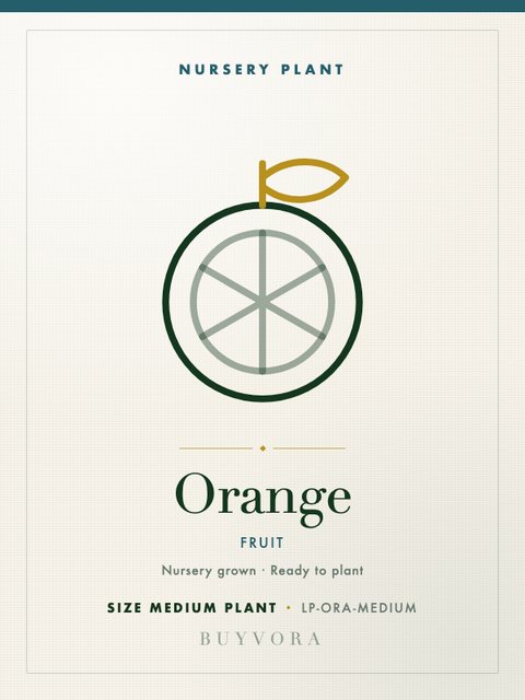 Orange Plant Medium Plant