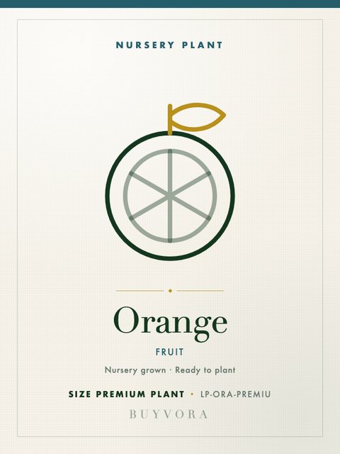 Orange Plant Premium Plant