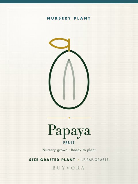 Papaya Plant Grafted Plant