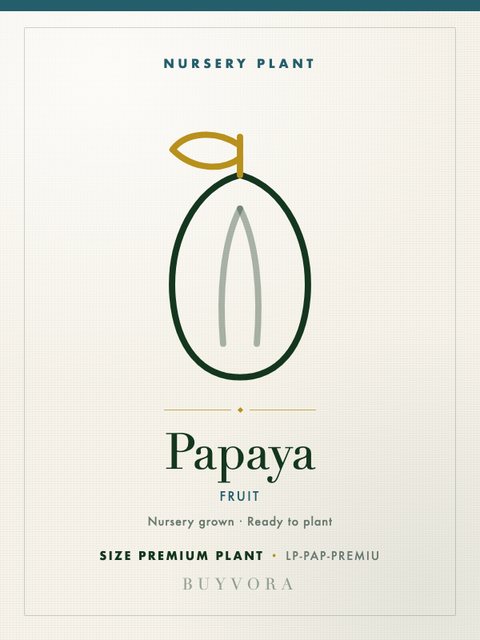 Papaya Plant Premium Plant