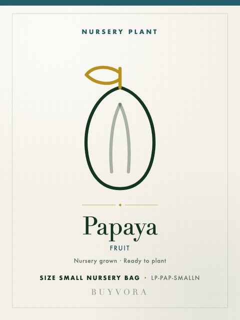 Papaya Plant Small Nursery Bag