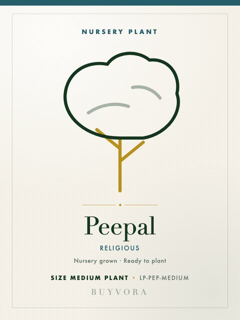 Peepal Sapling Medium Plant