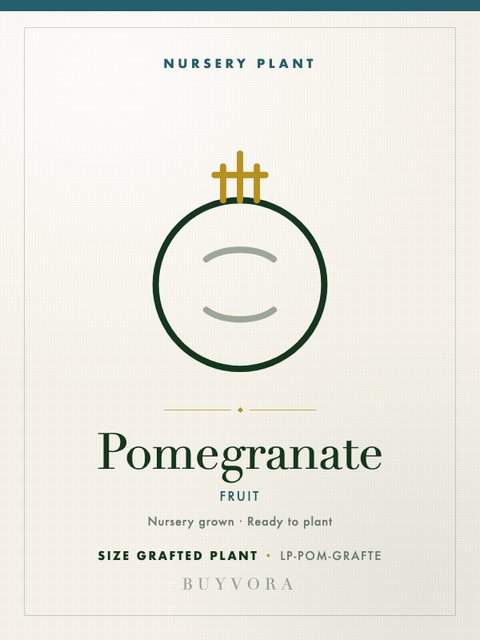 Pomegranate Plant Grafted Plant