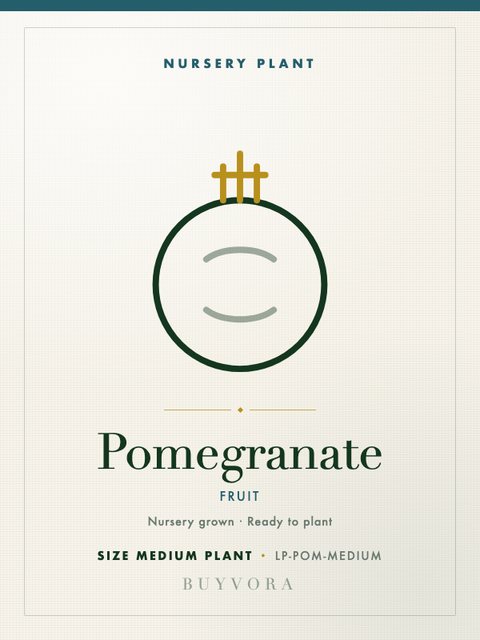 Pomegranate Plant Medium Plant