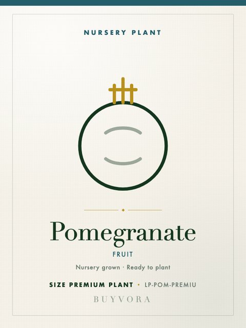 Pomegranate Plant Premium Plant