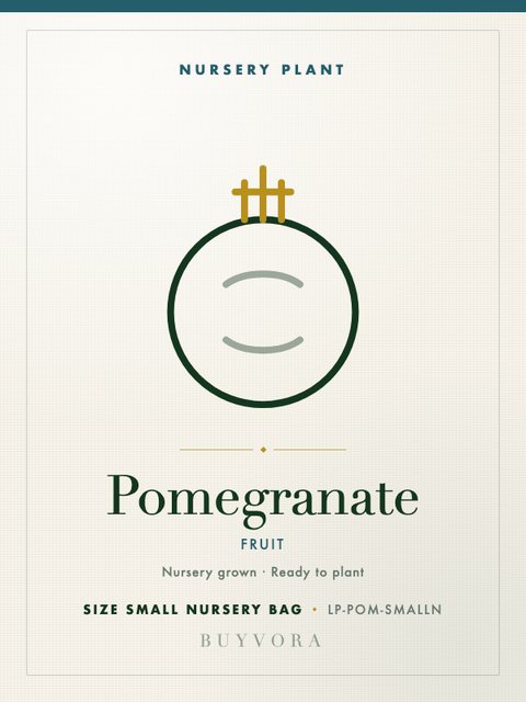 Pomegranate Plant Small Nursery Bag