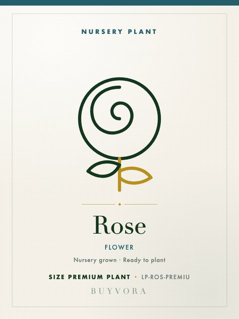 Rose Plant Premium Plant