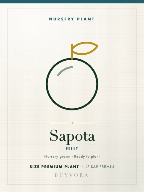 Sapota Plant Premium Plant
