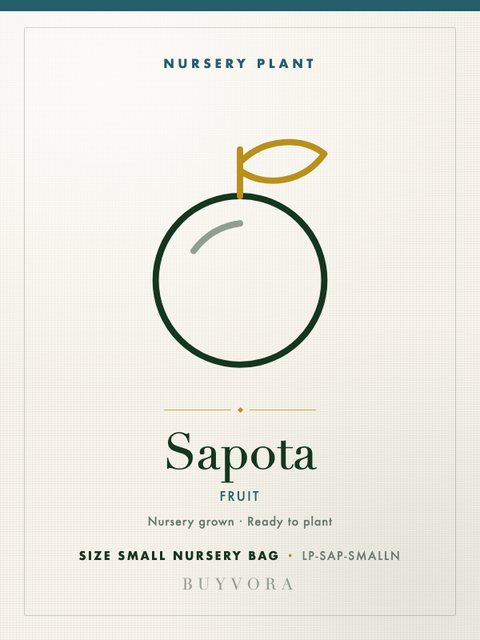 Sapota Plant Small Nursery Bag