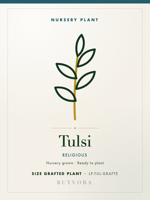 Tulsi Plant Grafted Plant