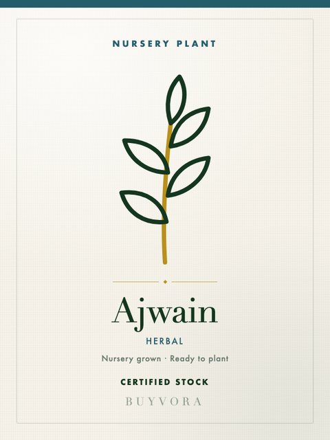 Ajwain Plant Medium