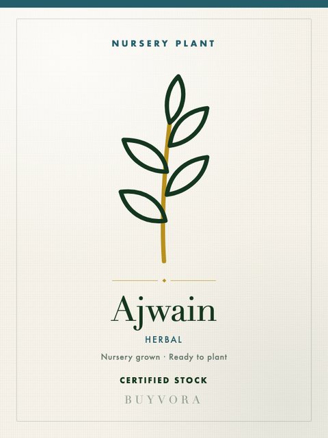 Ajwain Plant Plant