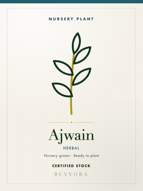 Ajwain Plant Small