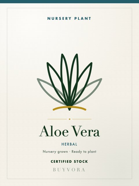 Aloe Vera Grafted