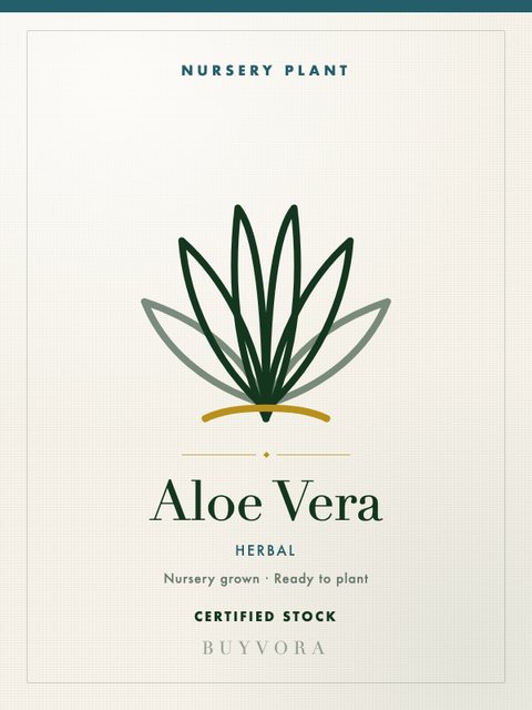 Aloe Vera Medium