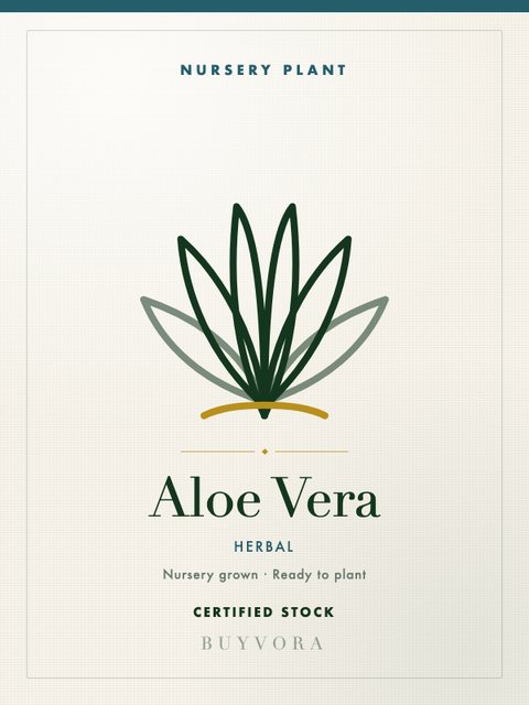 Aloe Vera Plant