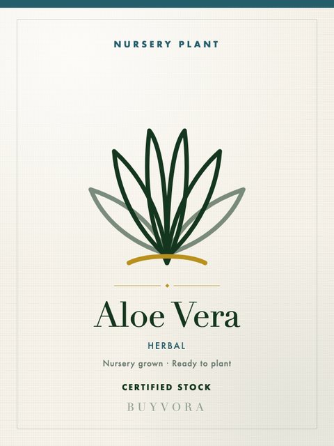Aloe Vera Small