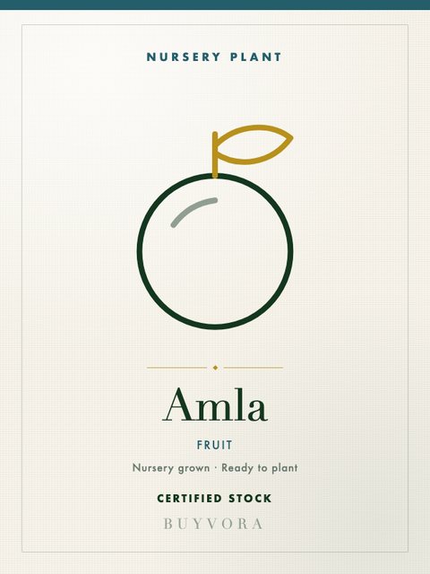 Amla Plant Plant