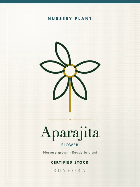Aparajita Plant Plant