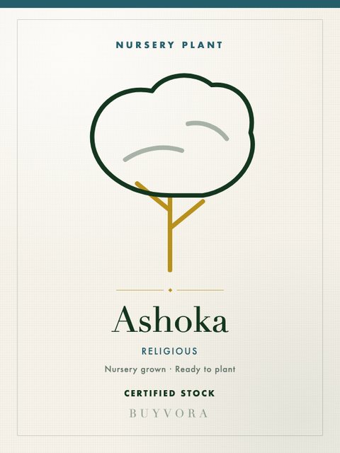 Ashoka Plant Small
