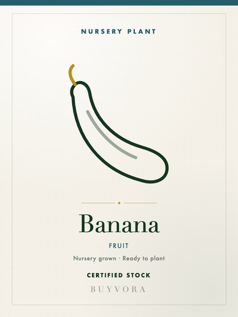 Banana Plant Medium
