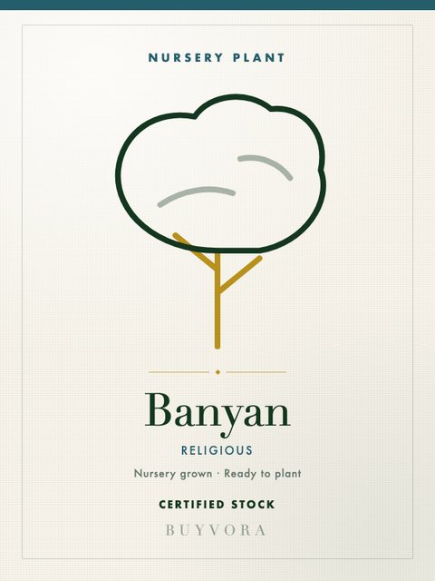 Banyan Sapling Medium