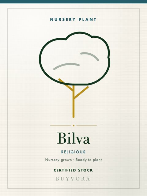 Bilva Plant Small