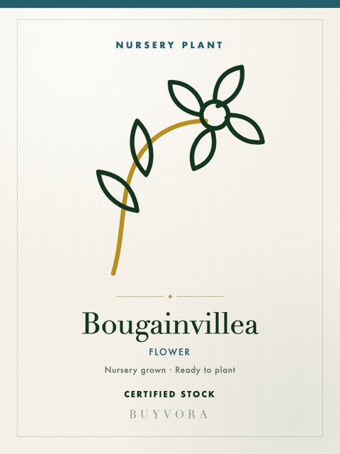 Bougainvillea Small Nursery