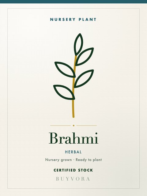 Brahmi Plant Grafted