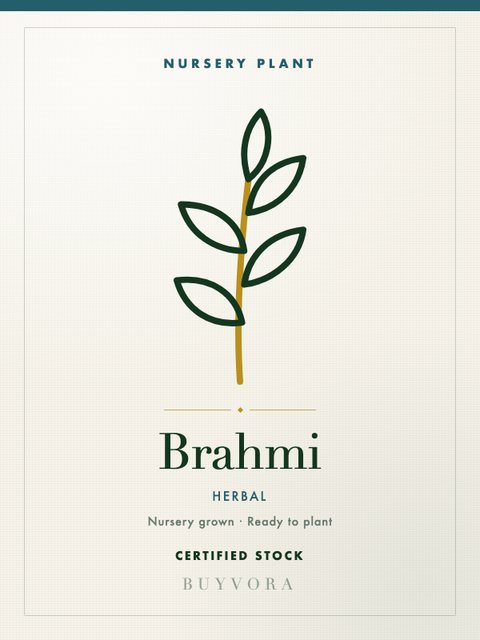 Brahmi Plant Small