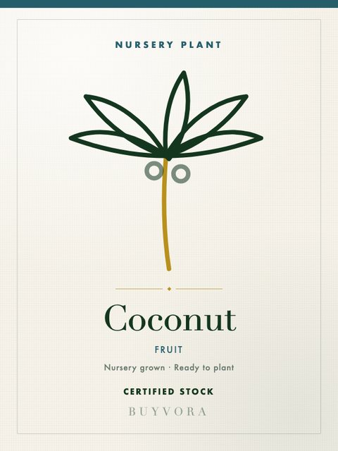 Coconut Plant Small