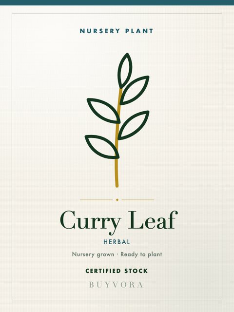 Curry Leaf Plant
