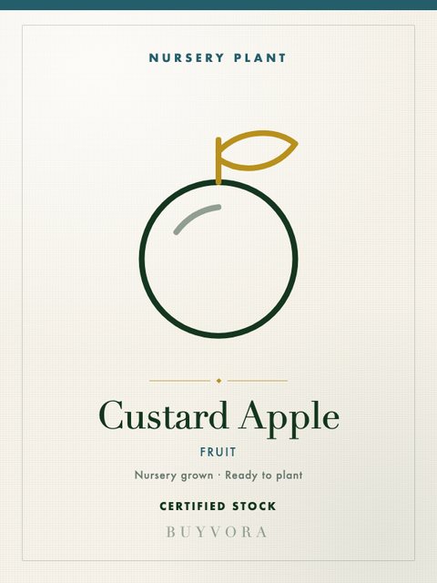 Custard Apple Plant