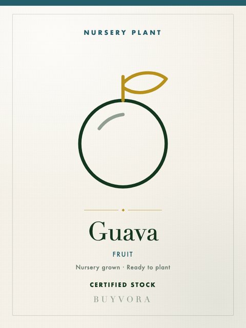 Guava Plant Grafted