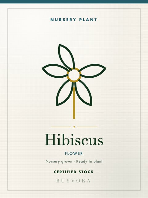 Hibiscus Plant Grafted