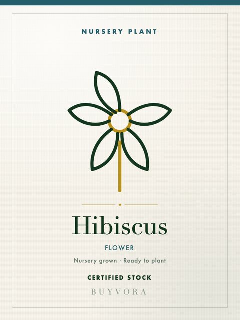 Hibiscus Plant Small