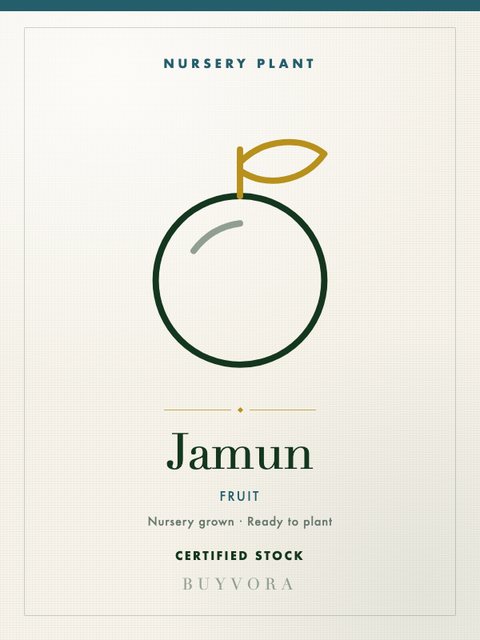 Jamun Plant Small