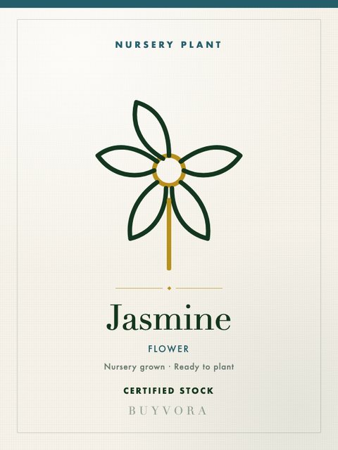 Jasmine Plant Grafted