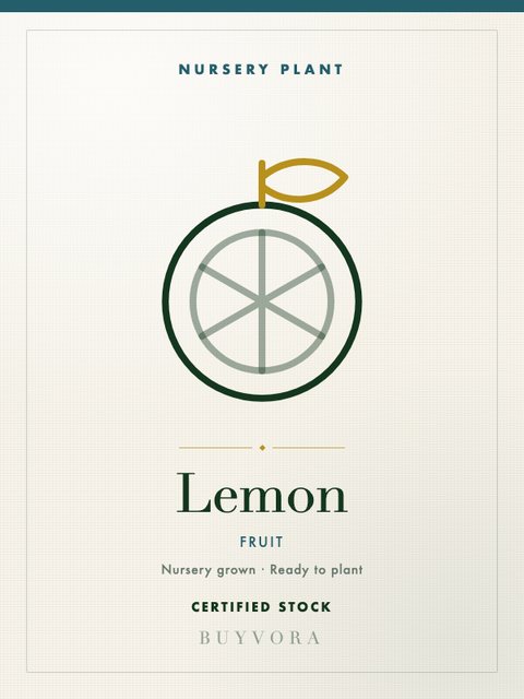 Lemon Plant Small