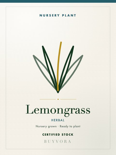 Lemongrass Grafted Plant