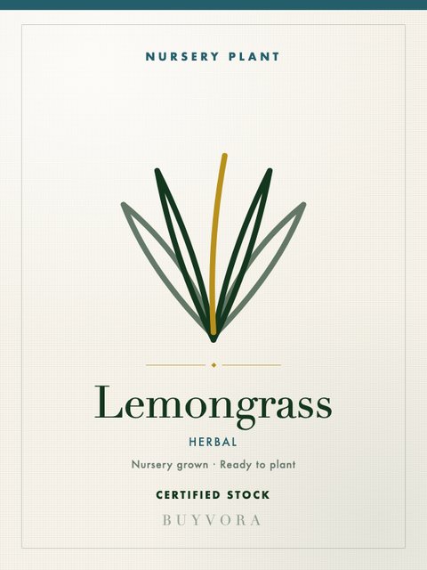Lemongrass Medium Plant