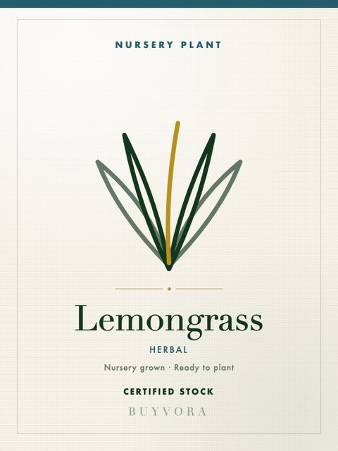 Lemongrass Plant