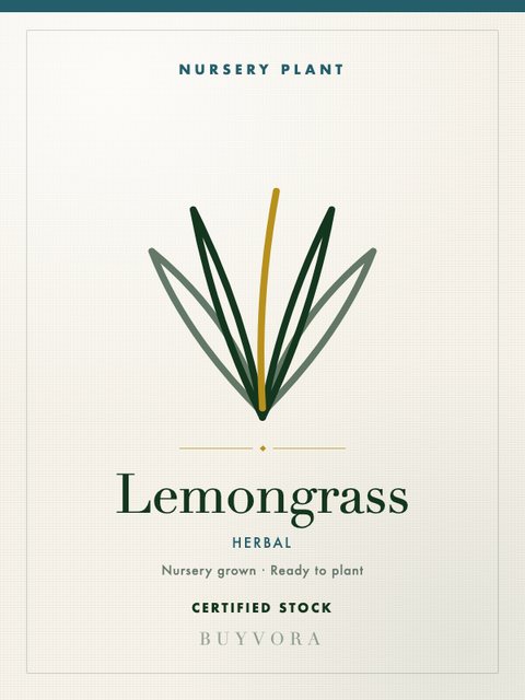 Lemongrass Small Nursery