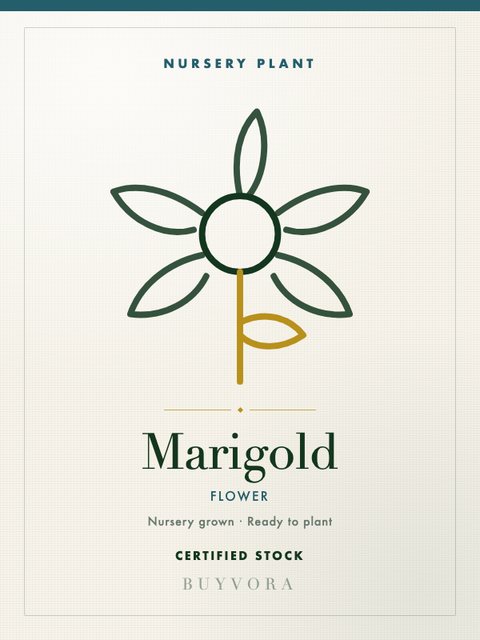 Marigold Plant Grafted
