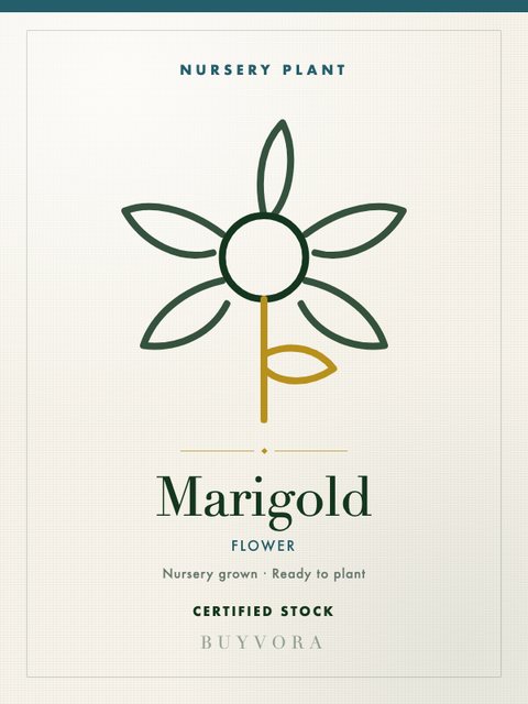 Marigold Plant Plant