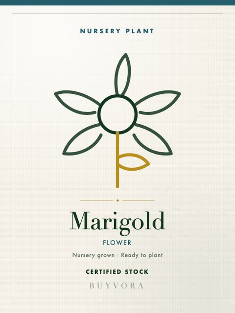 Marigold Plant Small
