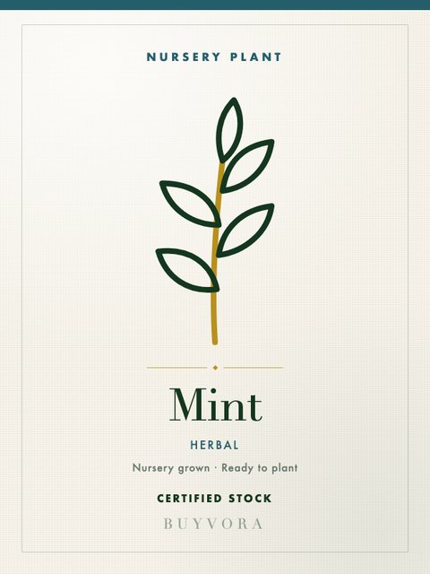 Mint Plant Grafted