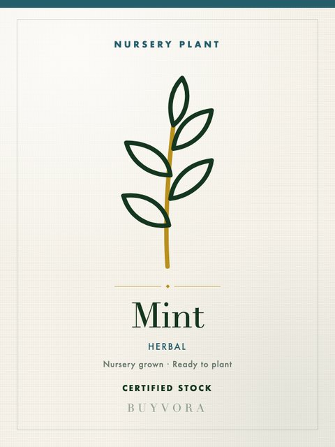 Mint Plant Medium